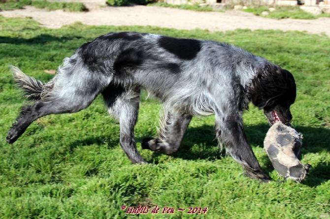 Chien pendulaire Epagneul - Feu Vert