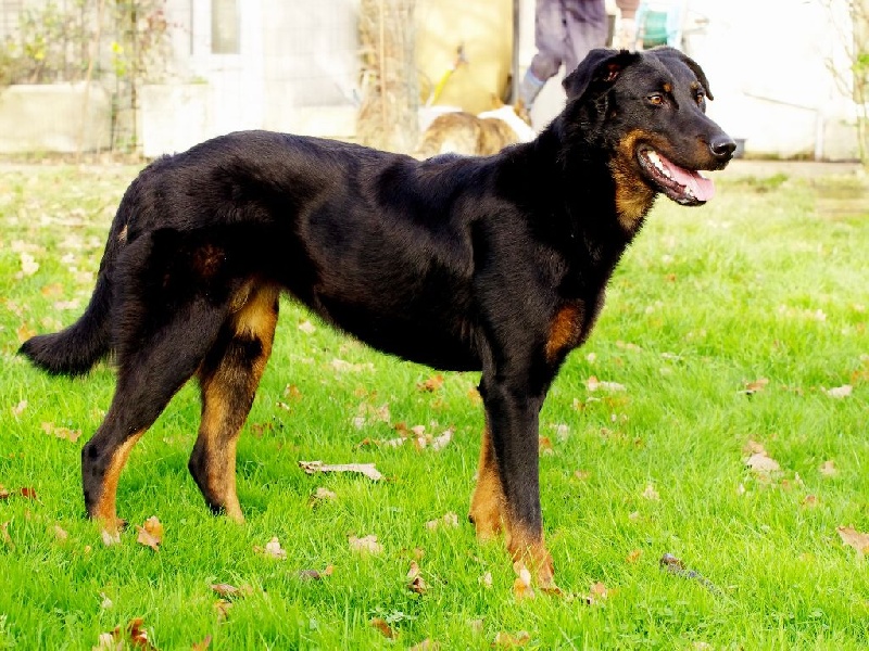 Ivy Des habits de feu